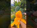 Most Extreme Fruits Ever