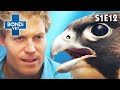 🐦 Bird Troubles | Bondi Vet Season 1 Ep12 | Bondi Vet Full Episodes | Bondi Vet