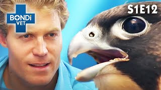 Fastest Bird in the World Cannot Fly 🦅 | Bondi Vet Season 1 Ep12 | Bondi Vet Full Episodes