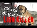 200 Lbs African Boerboel Mastiff Lion Killer Amazing SafeCalm Dog Training Collar