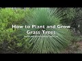 How plant and grow grass trees  xanthorrhoea species