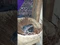 Jangan cepat menyerah jika ingin hasil bagus!!!