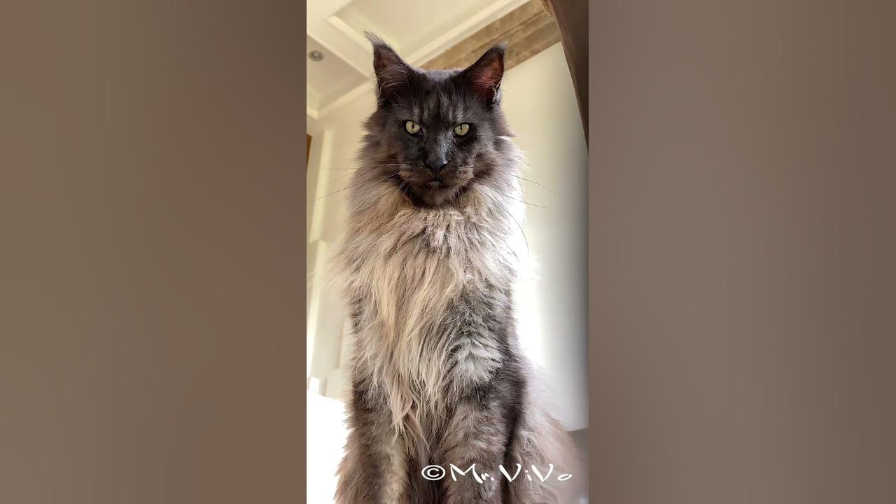 Maine Coon cat Mr. ViVo YouTube