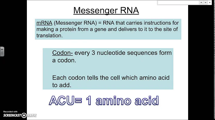 Protein Synthesis Lecture