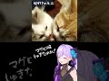 【#shorts】1本のちゅーるを奪い合うように食べる2匹の猫を見た時の反応あるある