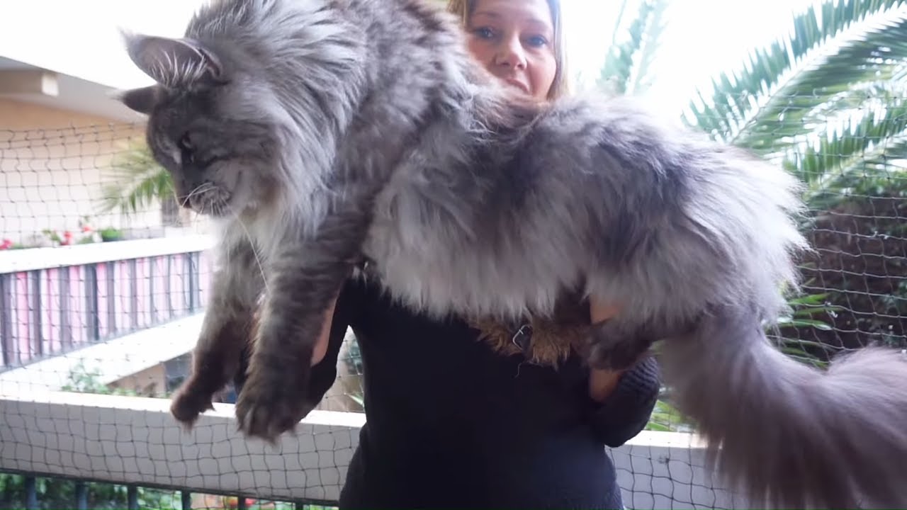 Beautiful BIG MAINE COON CAT Hélios......I present my giant cat ...
