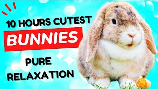 10 Hours of Cuteness to Melt Away Your Stress Your Easter Party Can t Afford to Miss This