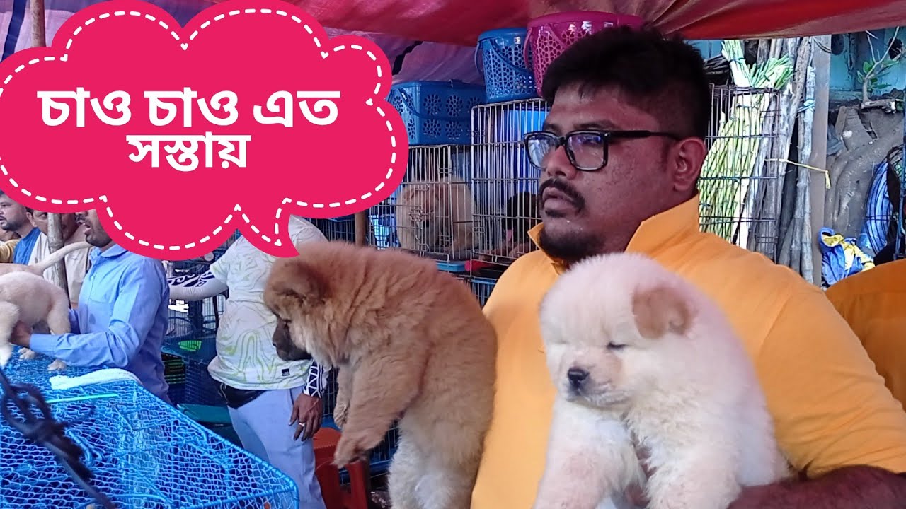 kolkata Galife street pet market | chou chou price drop this week | dog Market in kolkata | dog