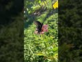 Pollinators gonna pollinate! ￼#garden #zinnias #butterfly