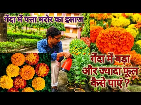 वीडियो: फूल कैसे दें और प्राप्त करें
