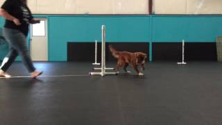 Elphie Forward Sends and Front Cross by Manners Matter Dog Training and Daycare 43 views 7 years ago 1 minute, 4 seconds