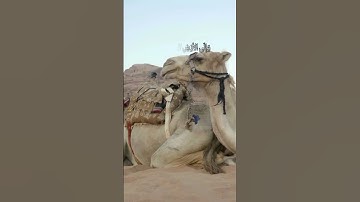 سورة الغاشية بصوت الشيخ ماهر المعيقلي الجزء الثاني