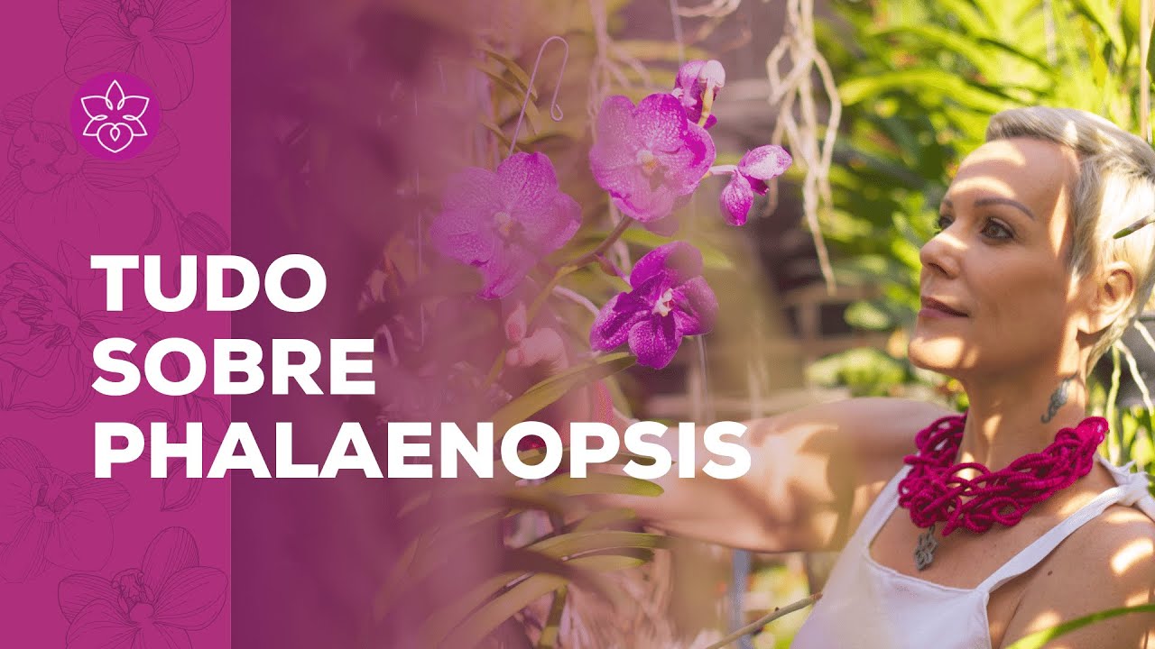 Tudo Sobre PHALAENOPSIS