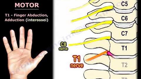 Neurological evaluation of the cervical nerve roots, cervical disc  herniation, neck pain.