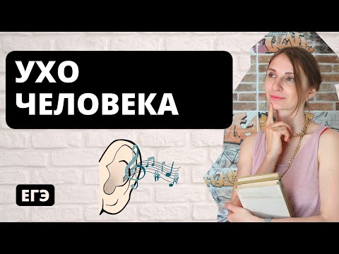 Ухо человека. Строение уха