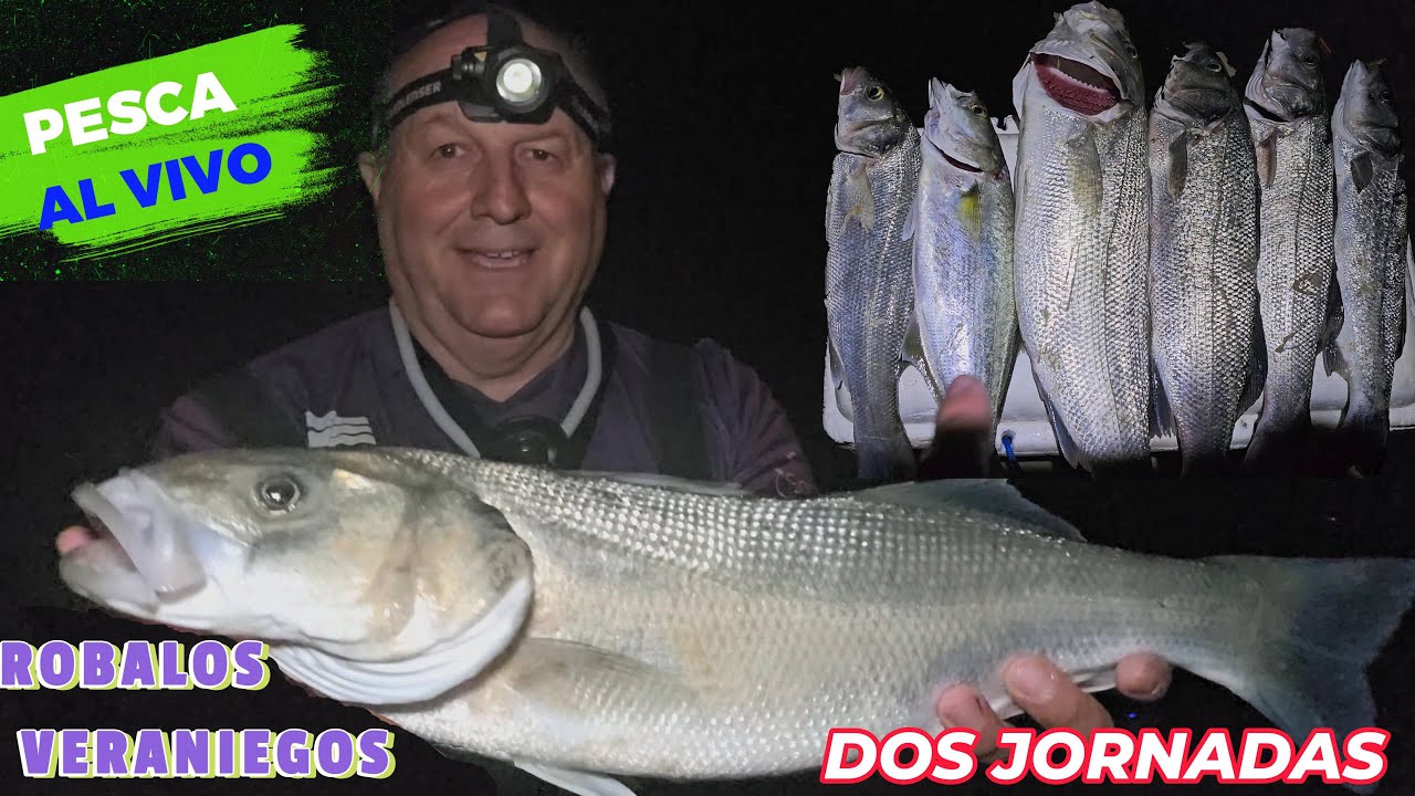 PESCA SURFCASTING ROBALOS VERANIEGOS AL VIVO