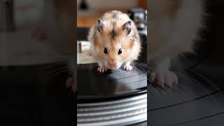 Hamster scratching vinyl record #viral
