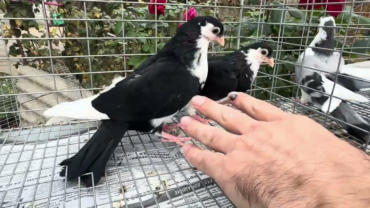 Молодняк голубей Галацкие роллеры 