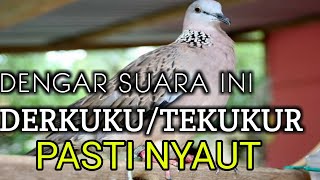 Download Lagu Pancingan suara derkuku/tekukur jernih, pasti nyaut !!! MP3