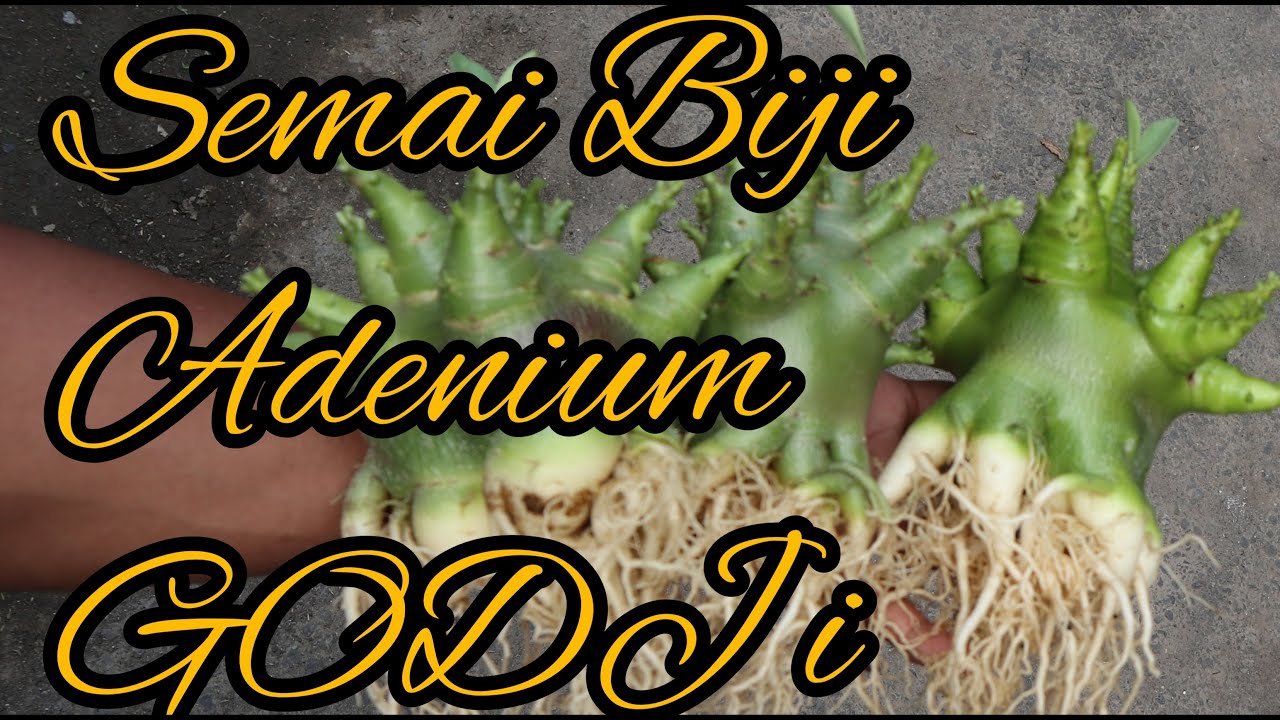 SEMAI BIJI ADENIUM GODJI [] PROSES SAMPAI 6 BULAN
