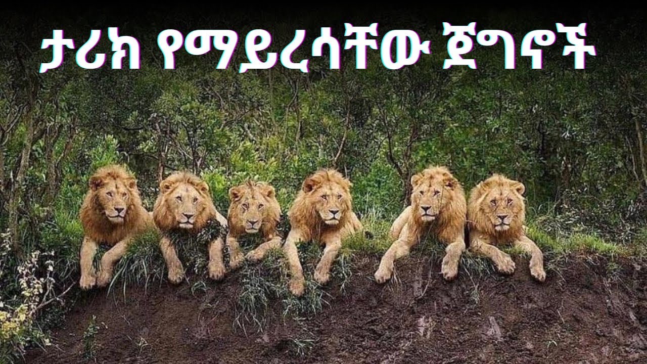 2016ን በትውስታ፡ ታሪክ የማይረሳቸው አንበሶች.