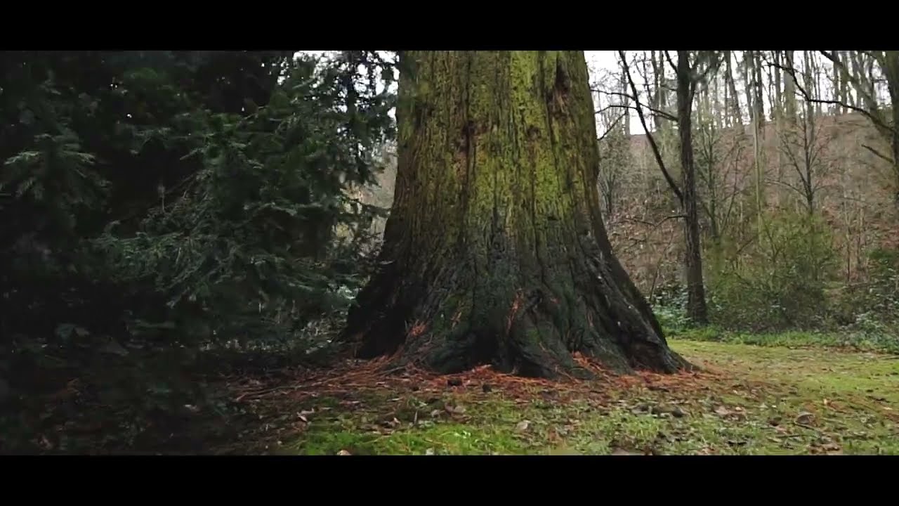 Forstgarten Kleve  - Mammutbaum Drohnenflug - Winteredition