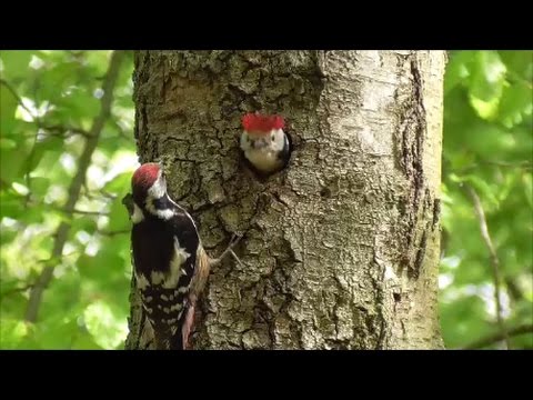 Middle Spotted Woodpecker. 
