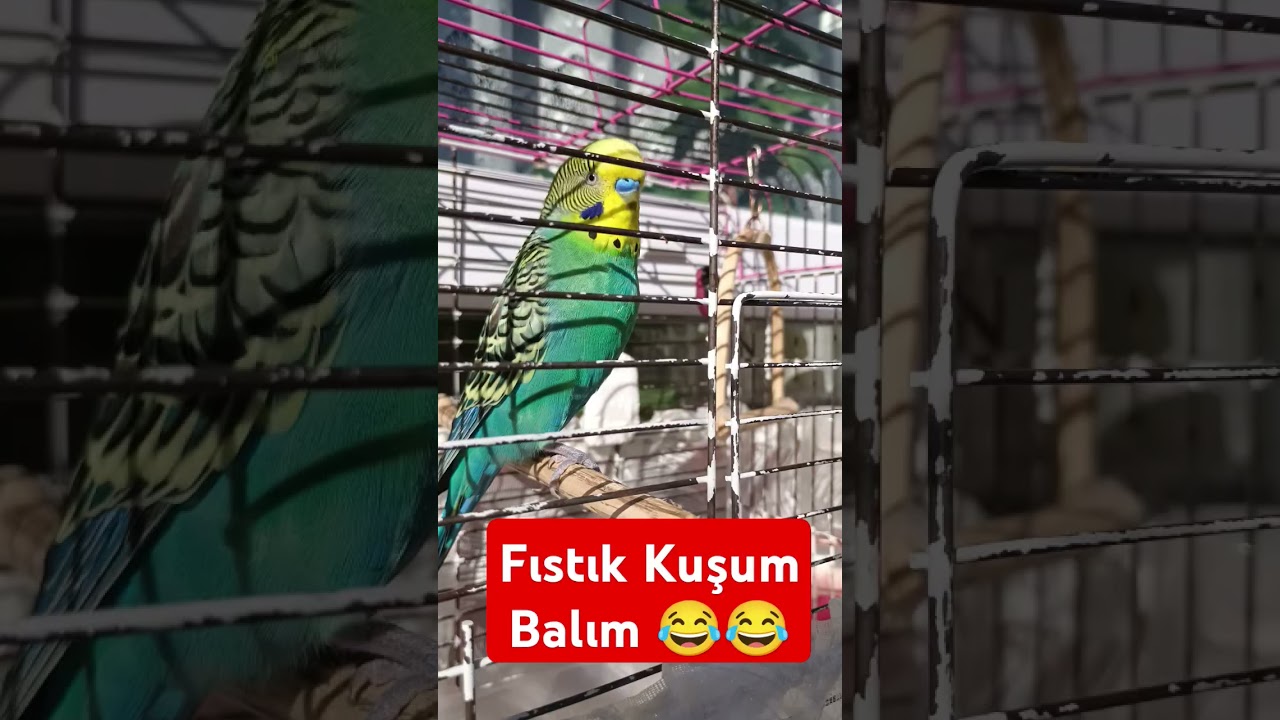 Geveze 😂 #muhabbetkuşufıstık #birds #muhabbetkuslari #muhabbetkuşu #parrot #kuslar #love #budgies