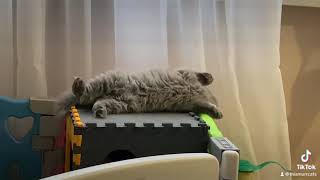 Cattery MiaMurr! British cats by Miamurr cattery Питомник кошек 17 views 2 months ago 14 seconds