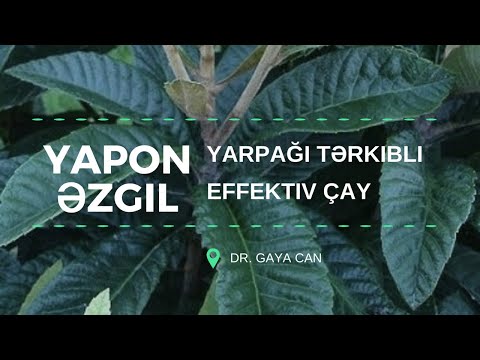 Video: Loquat yarpaqlarının itməsinin səbəbləri - Niyə bir yeniyetmə ağacı yarpaqları düşür