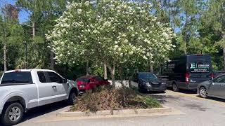 Natchez(White) Crepe Myrtle Tree/Large Flowering Trees For Sale in Florida/#trees #flowering trees