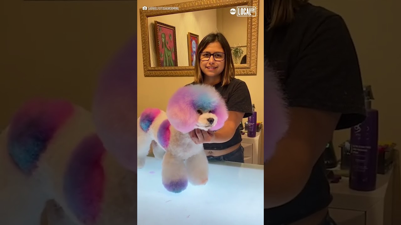 Groomer gives dogs colorful makeovers