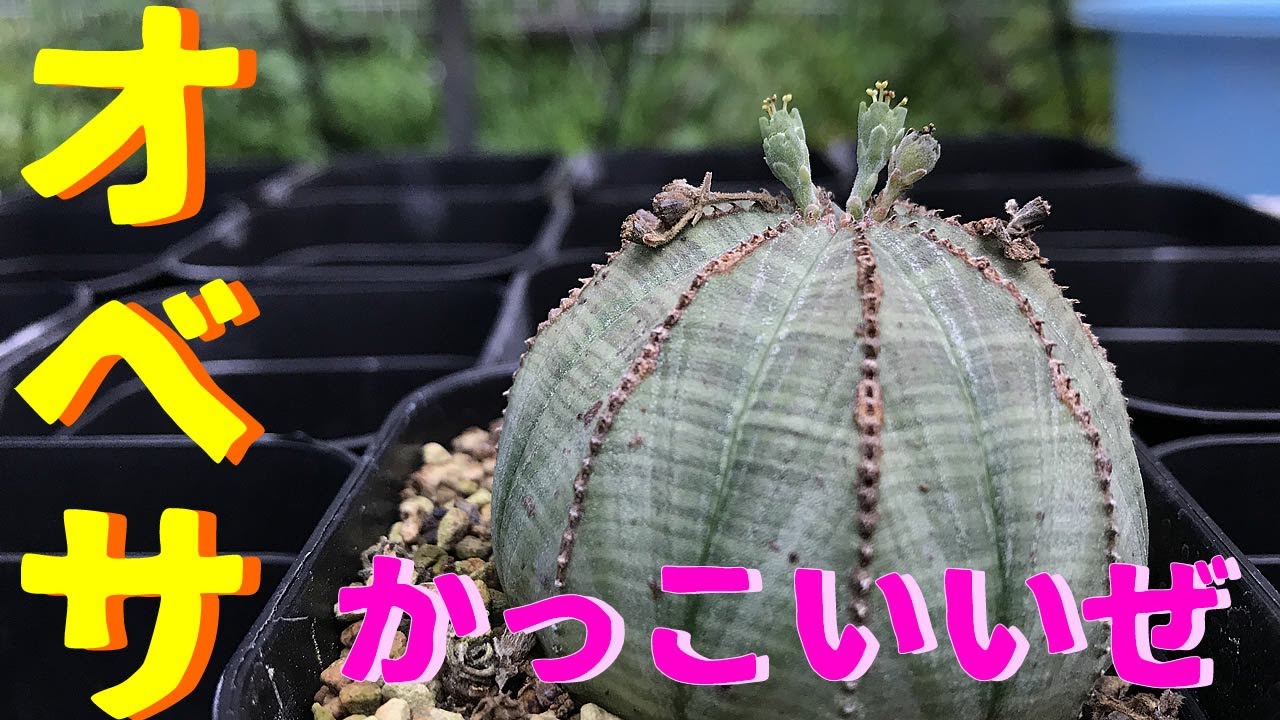 【珍奇植物動画】ユーフォルビア・オベサ　かっこいいぜ