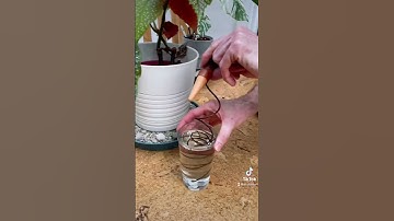 BLUMAT CLASSIC - HOLIDAY WATERING SYSTEM🥕