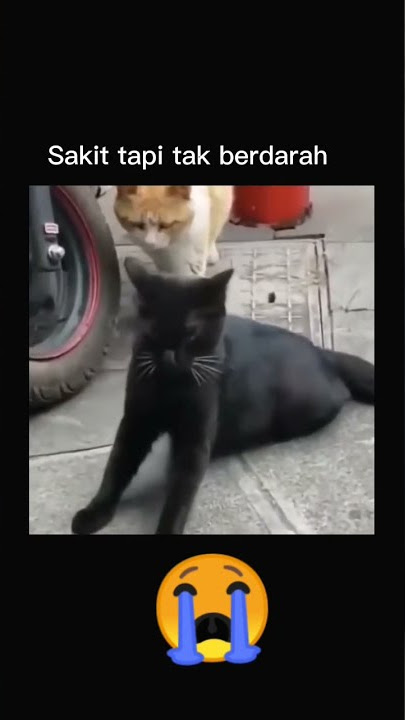 Blaki ketahuan  selingkuh bikin #Baper #shorts #kucing #sedih #selingkuh