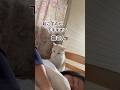 不器用な起こし方 #白猫 #シロちゃん #猫店長 # #猫のいる暮らし #猫動画