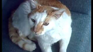 Mojo the Cat - Saying hi and to quit bothering him