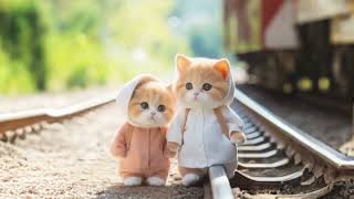 Little cute kitty show some nice shot,,#cute #little#cat