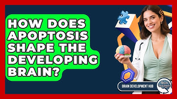 How Does Apoptosis Shape The Developing Brain? - Brain Development Hub