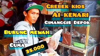 BANDAR BURUNG MERPATI BARU KIOS AI KENARI AURI CIMANGGIS DEPOK