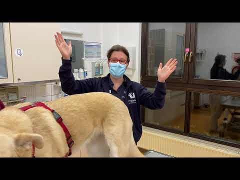 Video: Hilfe! Mein Hund hat eine Hundepyodermie! Antworten von Experten auf häufig gestellte Fragen zu Problemen mit der Hundegesundheit