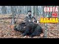 Охота на кабана и косулю с гончими