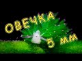 Слизни и маллюски которые вас удивят