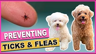 HOW TO PREVENT TICKS AND FLEAS IN DOGS| 5 TIPS |AllNatural Remedies| The Poodle Mom