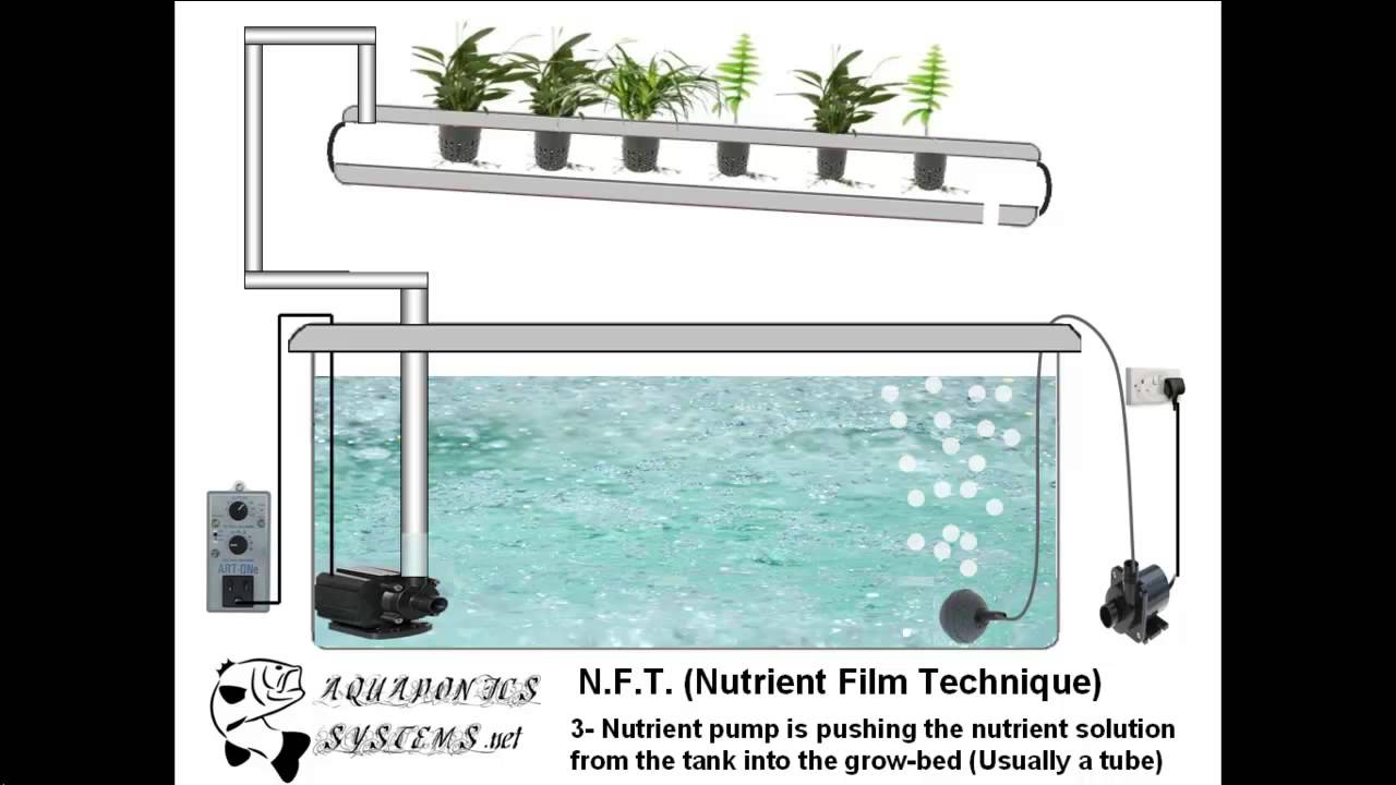 Hydroponics N.F.T (Nutrient Film Technique) system - YouTube