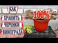 🍇 Как 100% СОХРАНИТЬ ЧЕРЕНКИ ВИНОГРАДА до весеннего укоренения. И это не СТРЕЙЧ ПЛЕНКА точно.