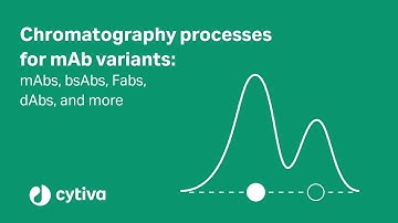 Chromatography processes for mAb variants: mAbs, bsAbs, Fabs, dAbs, and more