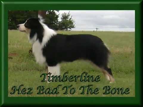 shade-tree-aussies----presents-timberline-hez-bad-to-the-bone