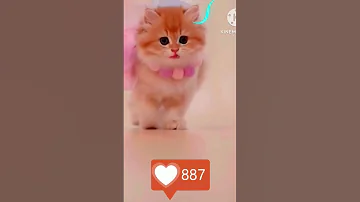 القطه المشمشيه حلوه بس شقيه 