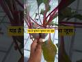 सुबह भूखे पेट चुकंदर खाने के फायदे 😱 5 दिन चुकंदर (Beetroot) खाया और फिर जो हुआ#ayurveda